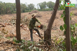 Nông dân Đắk Nông chặt bỏ cây điều vì liên tục mất mùa