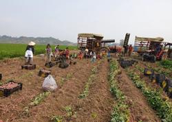 Xuất khẩu chính ngạch sẽ đưa sản xuất khoai lang vào quy củ