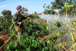 Cách ngăn ngừa rệp sáp cho cà phê