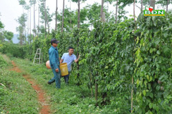 Vì sao chanh dây Đắk Nông chưa vào được châu Âu ?