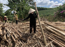 Nữ “phu keo” nhọc nhằn mưu sinh