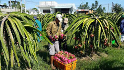 Xây dựng thương hiệu nông sản Việt