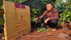 Cơn sốt chanh leo ở Tây Nguyên: Giống giả tràn lan, nông dân khốn đốn