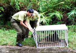 Thả 5 cá thể động vật hoang dã về với tự nhiên