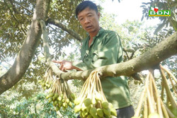 Ngăn dòng sầu riêng tăng trưởng nóng