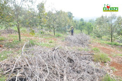 Giá tăng nhưng nhiều người ở Đắk Nông đã bỏ mít, trồng cây khác