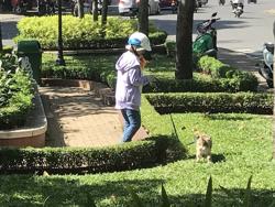 Ngăn ngừa bệnh dại, yêu cầu thống kê chính xác số hộ nuôi và số chó, mèo