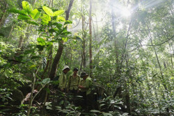 Thị trường tín chỉ carbon rừng Việt Nam: Còn những khoảng trống về pháp lý