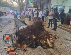 67 cây xanh gãy cành, ngã đổ trong cơn lốc chiều 22/4