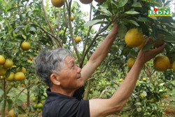 Đắk Nông có hơn 21.700 ha cây lâu năm cần chuyển đổi