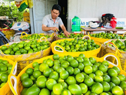 Phát triển nền nông nghiệp đa giá trị