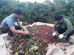 Việt Nam sẵn sàng chung tay chuyển đổi hệ thống lương thực, thực phẩm bền vững