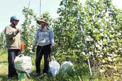 Quản lý an toàn thực phẩm: Siết chặt từ gốc