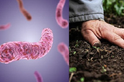 Phòng tránh bệnh Whitmore theo khuyến cáo của Bộ Y tế