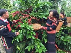 Nâng tầm cà phê Tây Nguyên: Sản xuất xanh, giảm phát thải là xu hướng tất yếu