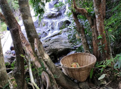 Những chiếc sọt rác trong rừng...