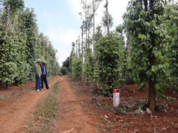 Sẽ xây dựng 59 hầm chui dân sinh trên tuyến đường bộ cao tốc Khánh Hòa – Buôn Ma Thuột 