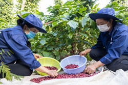 Tạo “sức mạnh mềm” cho cà phê Buôn Ma Thuột