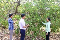 Vụ điều “buồn” của nông dân