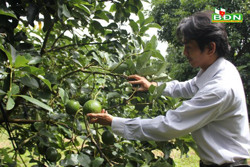 Đắk Nông sản xuất trái cây an toàn để xuất khẩu