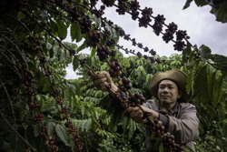 Miền “hạt đắng”...