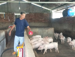 Người chăn nuôi lợn ở Krông Bông dè dặt tái đàn