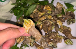 Độc đáo ốc móng rồng, nhiều người lùng ăn ở Khánh Hòa