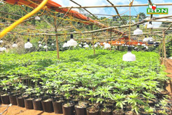 Đắk Song phát hiện nhiều vụ trồng cần sa trái phép