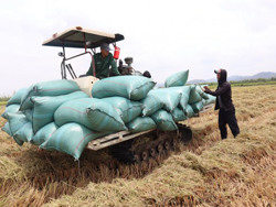 Vựa lúa huyện Lắk bội thu
