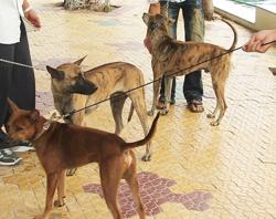 Cấp bách phòng, chống bệnh dại