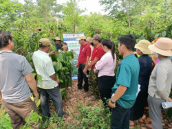 “Quản lý sức khỏe cây trồng tổng hợp” để phát triển cà phê bền vững