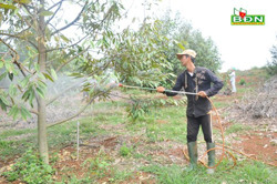 Làm gì để sầu riêng đậu trái trong thời tiết bất thuận ?