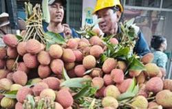 Vải thiều giá bình dân ngay từ đầu mùa