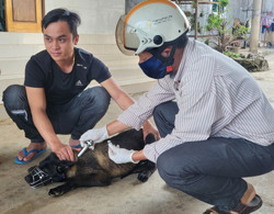 Không để bệnh dại bùng phát