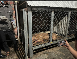 Siết chặt hơn nữa quy định nuôi chó dữ