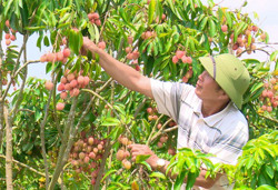 Vải chín sớm ở Đắk Lắk: Nhiều lợi thế nhưng vẫn... bấp bênh