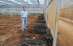 Hình ảnh xót xa ở dự án nông nghiệp hữu cơ lớn nhất Việt Nam