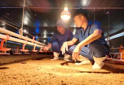 Xây dựng vùng an toàn dịch bệnh ở Tây Nguyên [Bài cuối]: Thu hút thành công nhiều doanh nghiệp 'đại bàng'