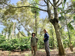 Nông dân "sầu" với sầu riêng