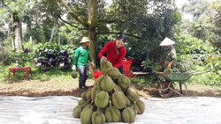 Xây dựng mã vùng trồng: Còn nhiều nút thắt cần tháo gỡ