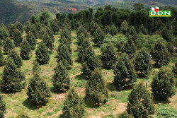 Bao giờ cắt vòng luẩn quẩn chặt trồng – trồng chặt?