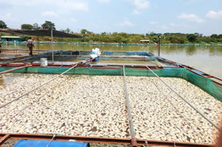 Đắk Lắk: Hàng chục tấn cá nuôi lồng, bè chết trắng trên sông Sêrêpốk