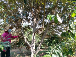 Kỹ thuật chăm sóc sầu riêng giai đoạn xổ nhụy, làm quả