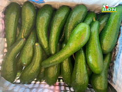 Bơ đặc sản “chân dài” rớt giá mạnh