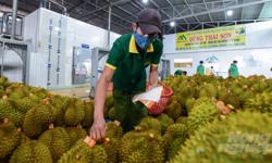 Hiệp hội sầu riêng Đắk Lắk muốn kiểm dịch tại chỗ để xuất sang Trung Quốc