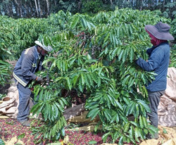 Giá cà phê tăng cao: Cơ hội cho nông dân tăng giá trị vườn cây