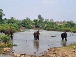 Bảo vệ động vật hoang dã: Trách nhiệm của cộng đồng