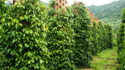 Bài học 'trồng - chặt' lại nóng