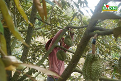 Sầu riêng Đắk Nông báo hiệu nguy cơ mất mùa