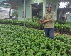 Cà phê giống khan hàng, giá cao